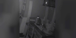Woman Discovers Cat Has Been Breaking Into Her House Every Single Night