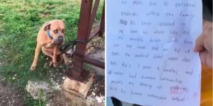 Dog Found Tangled Up In His Leash With The Saddest Note
