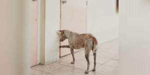 Loyal Dog Waited Here For Weeks For His Dad To Come Back
