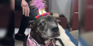 Shelter Throws The Sweetest Surprise Party For Unadoptable Senior Dog