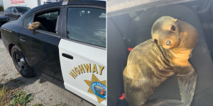 Cop ‘Arrests’ A Lost Little Animal For Trespassing On Freeway