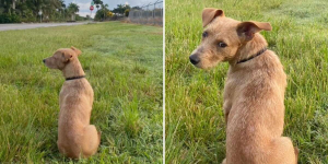 Woman Finds Dog By The Side Of The Road Who Won’t Stop Staring Into The Distance