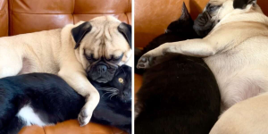 Shy Foster Kitten Is Obsessed With Being Spooned By New Dog Brother