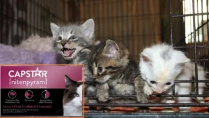 Capstar Flea Control Tablets For Kittens